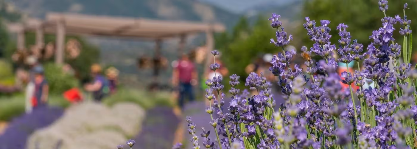 Lavender flowers in front of a scenic mountain background
